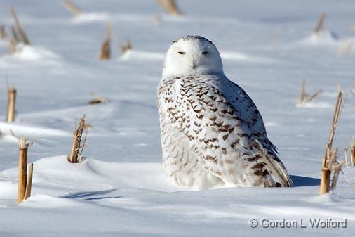 Snowy Owl_12610.jpg - Snowy Owl (Bubo scandiacus) photographed east of Ottawa, Ontario - the capital of Canada.